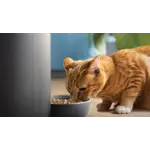 Pet Series Smart Feeder with Camera PAW5320_02 Dark Grey Product In Use Photo (PPL)whisker_friendly 16X9