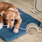 CC_2025_AC3360_11_Chew-resistant cord_1x1