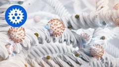 Captures viruses and bacteria